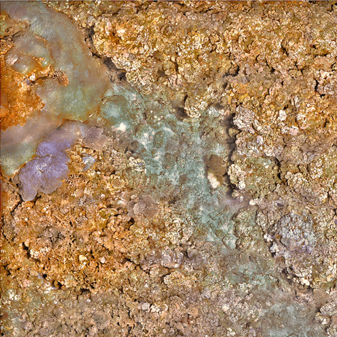 Closeup of coral at Maug. Photo Credit: NOAA.