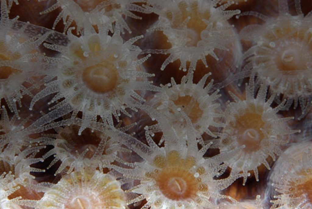 Closeup of Coral Polyps. Photo Credit: NOAA.