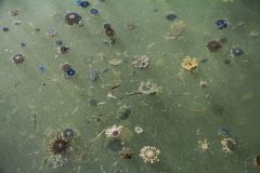 Las medusas, Cassiopeia spp., cuelgan suspendidas en las aguas poco profundas de la bahía de Florida. Las grandes flores de casiopea explotan con fascinantes campanas azules y marrones en las zonas donde se ha producido la muerte de la hierba marina. Esto puede ser una señal preocupante para los investigadores que estudian la salud de la bahía de Florida. Crédito de la foto: NOAA AOML.