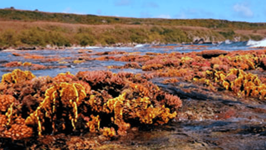 Corales en la costa de Saipán. Crédito de la imagen: NOAA