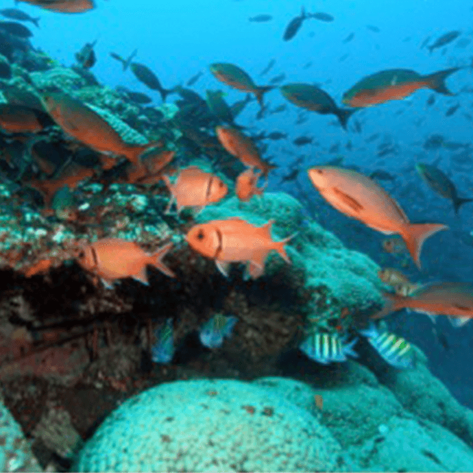 Especies de peces en el Santuario Marino Nacional de Flower Garden Banks de la NOAA, frente a Texas. Foto: NOAA