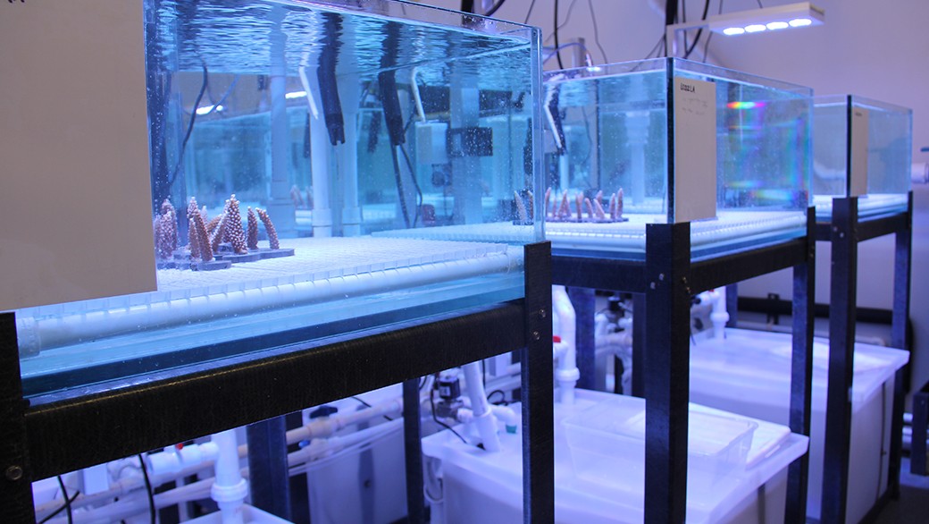 Environmental Reef Lab Tanks. Photo Credit: NOAA.
