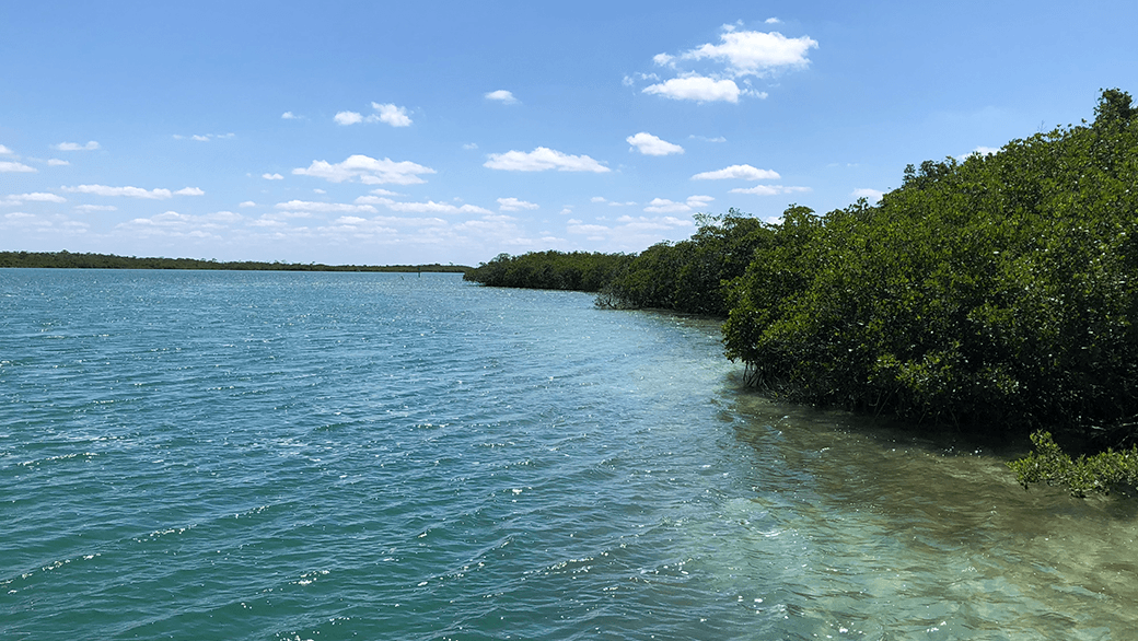 Florida mangroves in the Florida Keys. Photo Credit: NOAA.