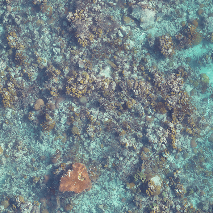 Arrecife recuperado mostrado el 6 de noviembre (transecto 1) Crédito de la foto, NOAA.