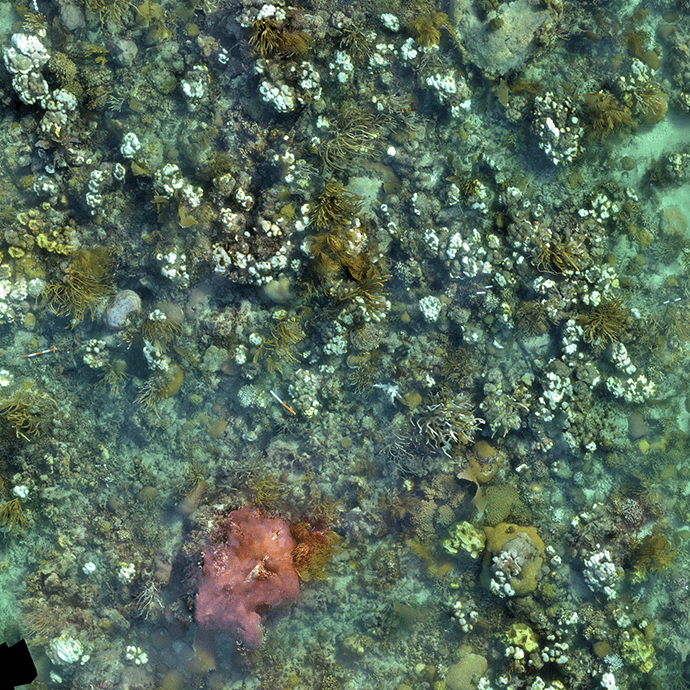 Mosaico de arrecifes, arrecife blanqueado (transecto 1) mostrado el 9 de octubre. Crédito de la foto, NOAA.