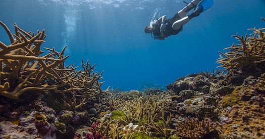 Reefscape in Fagatele Bay