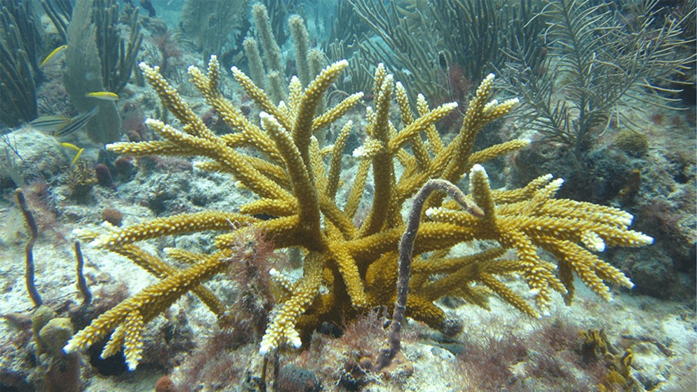 Photo of a wide-branching Acropora Cervicornis on the reef.