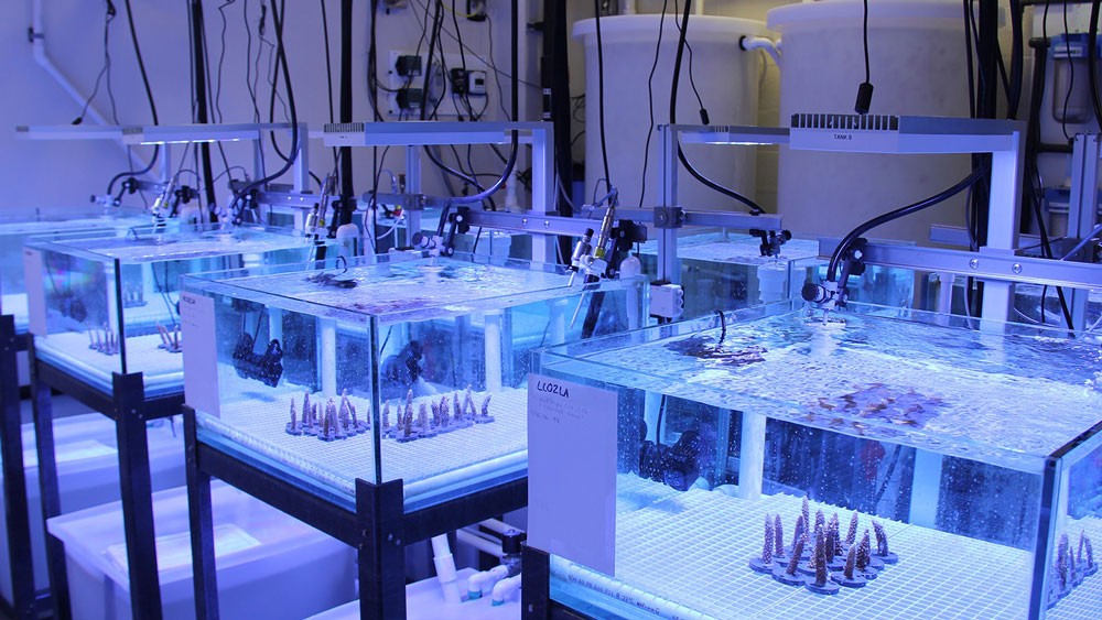 Imagen que muestra la luz ultravioleta sobre los tanques que contienen Acropora Cervicornis en el Laboratorio Experimental de Arrecifes.