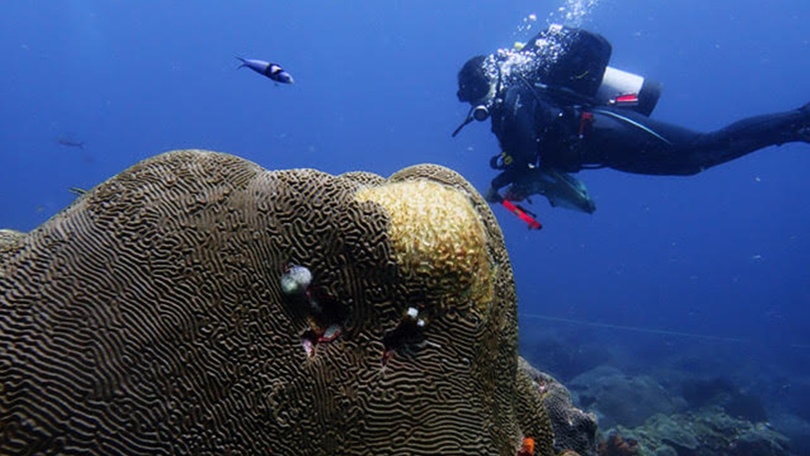 diver examines massive coral at Flower Garden Banks