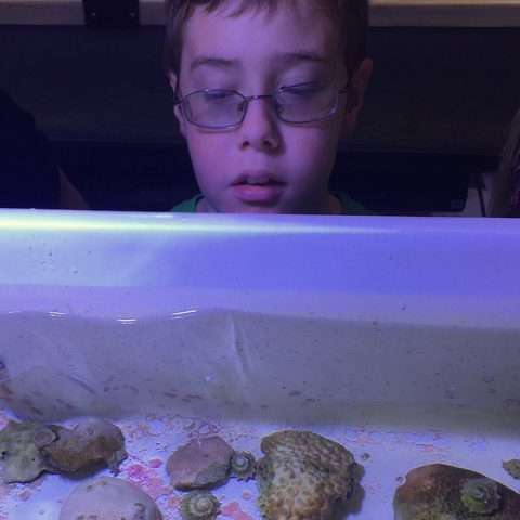 Un estudiante observa las especies de coral en un vivero de la Escuela Rosenstiel de la UM. Crédito de la imagen: NOAA