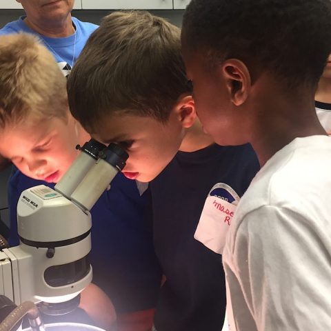 Los estudiantes observan organismos marinos bajo un microscopio en el laboratorio del edificio del MTLSSC. Crédito de la imagen: NOAA