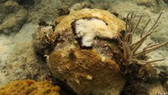 Colonia de Dichocoenia stokesii que está infectada con la enfermedad de la banda negra en Cheeca Rocks en los Cayos de Florida. Se sabe que la enfermedad de la banda negra es estimulada por el agua caliente, tal vez debido a un debilitamiento de la respuesta inmune del coral. La banda negra es un consorcio microbiano que se mueve a través de la colonia de coral a una tasa de 3mm a 1cm/día, dejando atrás un esqueleto de coral desnudo y muerto. Crédito de la imagen: NOAA