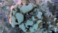 Partially bleached Orbicella faveolata colony at Horseshoe Reef in the Florida Keys. Image credit: NOAA