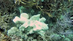 Colonia de agaricitas completamente blanqueadas en Horseshoe Reef en los Cayos de Florida. Crédito de la imagen: NOAA