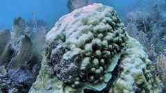 La colonia de Orbicella faveolata comienza a blanquearse en el arrecife Horseshoe en los Cayos de Florida. Crédito de la imagen: NOAA