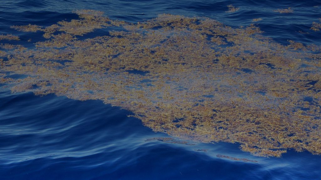 Foto de Sargassum flotando en aguas abiertas. Crédito de la foto: Crédito: Programa "Profesor en el mar" de la NOAA, nave OREGON II de la NOAA
