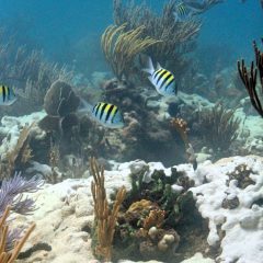 Extenso blanqueo del coral blando Palythoa caribaeorum en el Arrecife Esmeralda, Key Biscayne, FL. Crédito de la imagen: NOAA