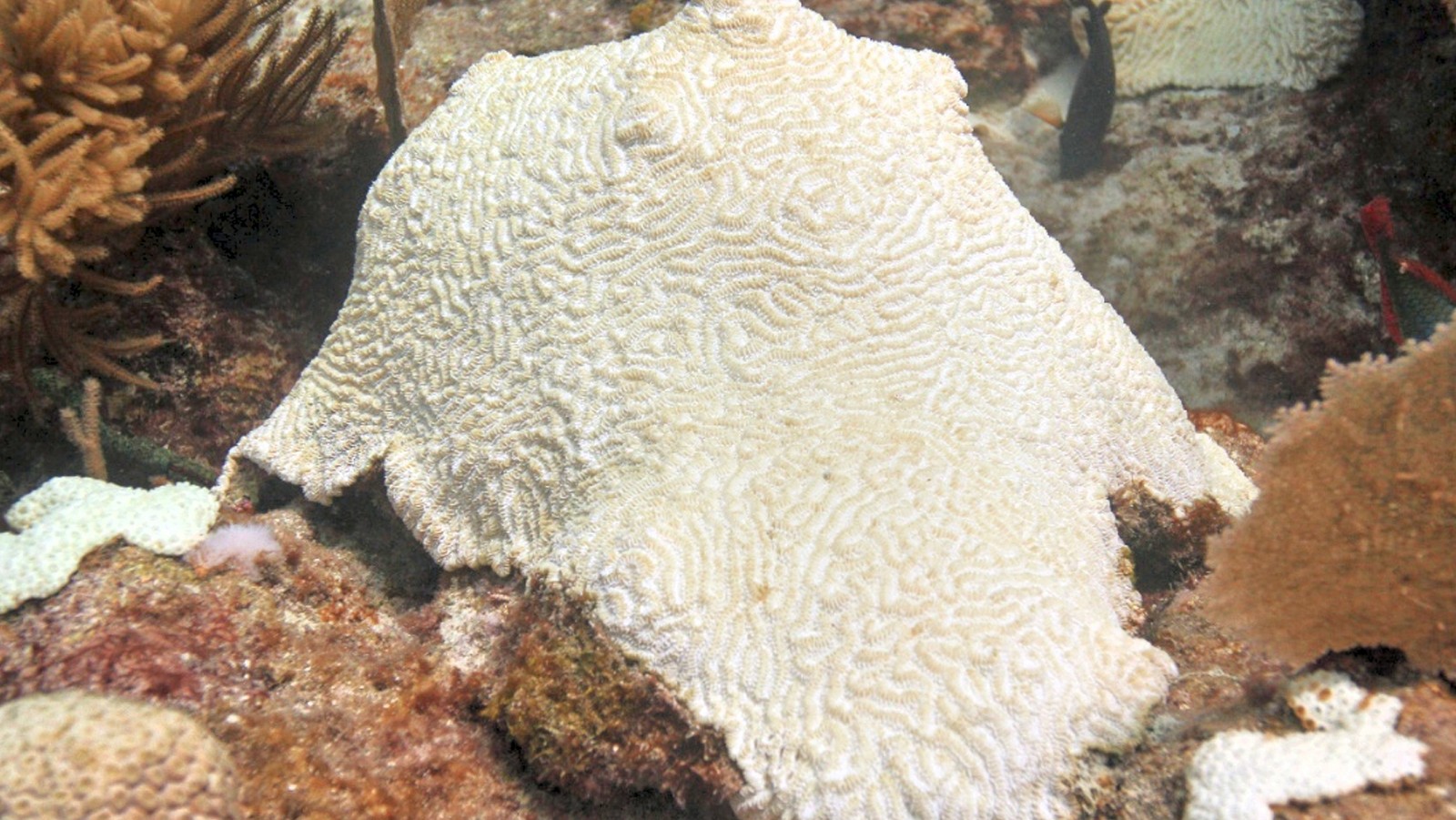 Bleached colony of Meandrina meandrites at Emerald Reef, Key Biscayne, FL. Image credit: NOAA