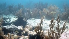 Extenso blanqueo del coral blando Palythoa caribaeorum en el Arrecife Esmeralda, Key Biscayne, FL. Crédito de la imagen: NOAA