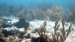 Extensive bleaching of the soft coral Palythoa caribaeorum on Emerald Reef, Key Biscayne, FL. Image credit: NOAA