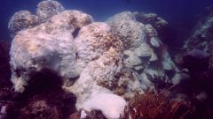 Extensive areas of large colonies of bleached Orbicella faveolata, which was listed on the Endangered Species Act as a threatened species by NOAA within the past month. Image credit: NOAA