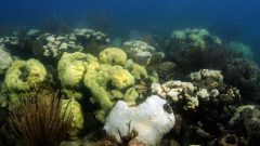 El blanqueo de corales que se produce en las colonias de corales de Cheeca Rocks en los Cayos de Florida. Crédito de la imagen: NOAA