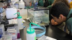 Un par de estudiantes examinan un pez sapo en el Complejo Marino de Tecnología Marina y Ciencias de la Vida de la UM. Crédito de la imagen: NOAA
