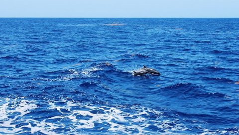 Una pareja de delfines nariz de botella navegando detrás del Nancy Foster. Crédito de la imagen: NOAA