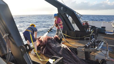 Rinsing down the net after a 100 meter journey. Image credit: NOAA