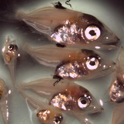Larvas de atún rojo del Atlántico recogidas en la Barrera de Coral Mesoamericana. Crédito de la imagen: NOAA