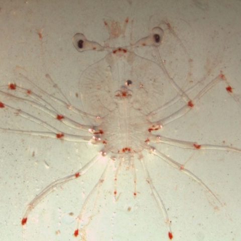 Una larva de langosta. Crédito de la imagen: NOAA