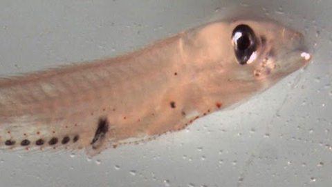 Imagen de las larvas de un pez loro bajo el microscopio. Crédito de la imagen: NOAA