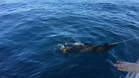 A leatherback sea turtle is captured with a net off the bow of the R/V Hildebrand in the Gulf of Mexico. Image credit: NOAA