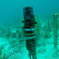 Un sensor ECO-PAR recién instalado para medir la luz en el arrecife. Crédito de la imagen: NOAA