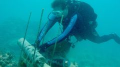 La científica coralina del AOML, Renee Carlton, se prepara para cambiar el instrumento ECO-PAR en un lugar de buceo en los Cayos Superiores. Crédito de la imagen: NOAA