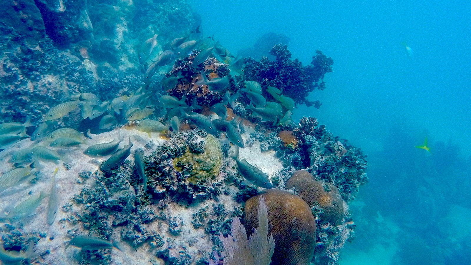 Corales y peces de arrecife saludables a lo largo del sitio de buceo. Crédito de la imagen: NOAA
