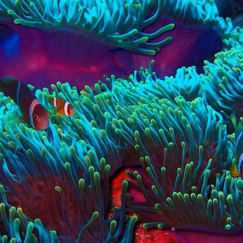 Juvenile Two-banded Tomato Anemonefish (Amphiprion frenatus) take refuge in a vibrant anemone. Photo credit: Lauren Valentino, NOAA
