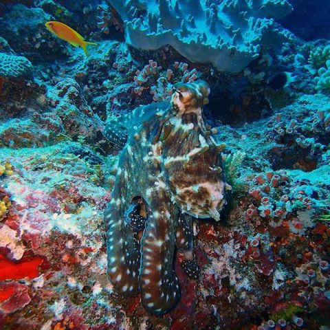 Un pulpo se camufla en el fondo del arrecife. Crédito de la foto: Lauren Valentino, NOAA
