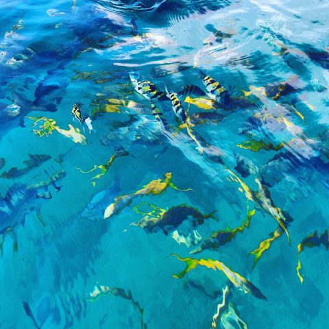 Un cardumen de peces de colores brillantes nadan justo debajo de la superficie en el sitio de Cheeca Rocks. Crédito de la imagen: NOAA