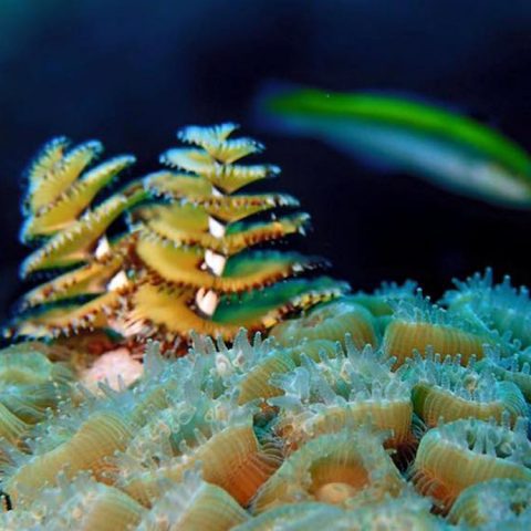 Un gusano del Árbol de Navidad se abre paso a través de un lecho de pólipos de coral. Crédito de la imagen: NOAA