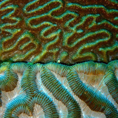 Un primer plano de los surcos de una cabeza de coral cerebro en el Santuario Marino Nacional Flower Garden Banks. Crédito de la imagen: NOAA