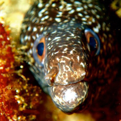 Una anguila moteada comprueba la cámara durante una inmersión en el arrecife del Santuario Marino Nacional Flower Garden Banks. Crédito de la imagen: NOAA
