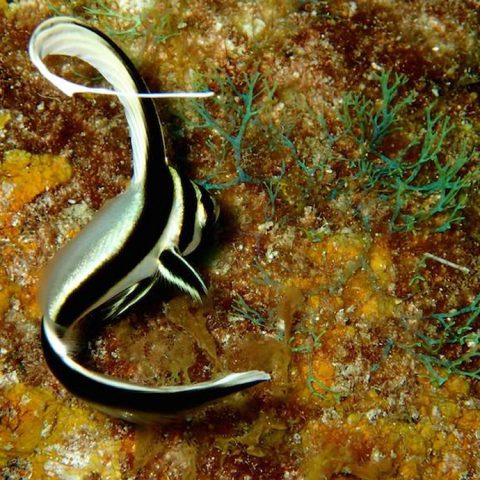 A juvenile Jack-knife fish on a reef in the Flower Garden Banks National Marine Sanctuary. Image credit: NOAA