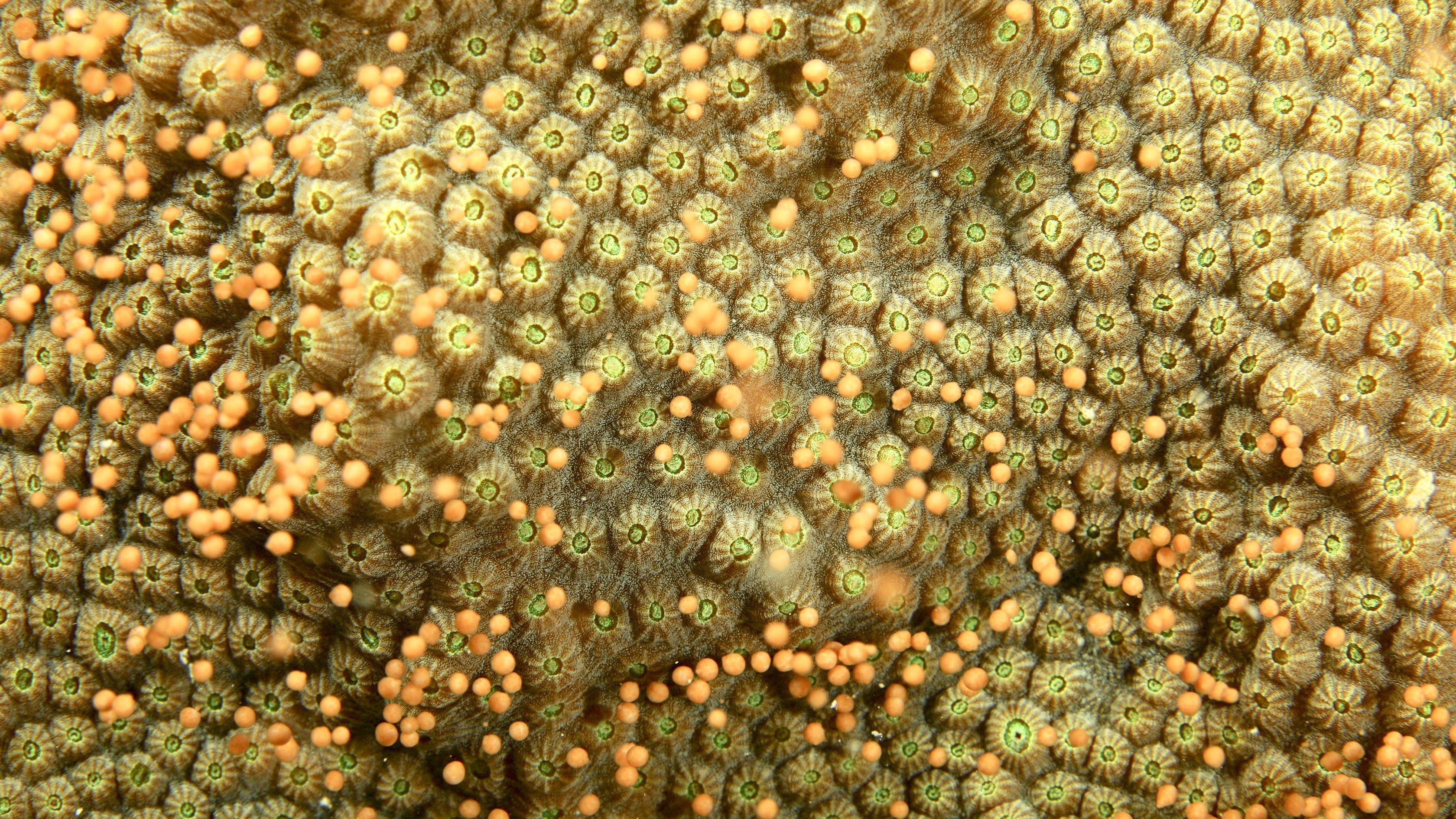 Foto de la colonia de O. faveolata liberando fardos de gameto sincrónicamente aproximadamente 3.5 horas después del atardecer