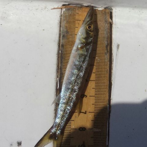 A juvenile barracuda, one of the sport fish targeted in the study, is measured and recorded. Image credit: NOAA