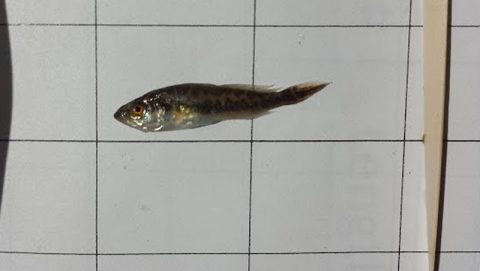 Se mide y registra un juvenil de trucha de mar manchada, uno de los peces deportivos objetivo del estudio. Crédito de la imagen: NOAA