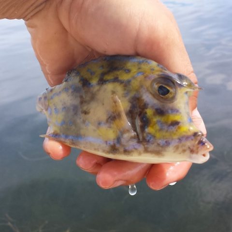Another non target species found in the trawl: A scrawled cowfish. Image credit: NOAA