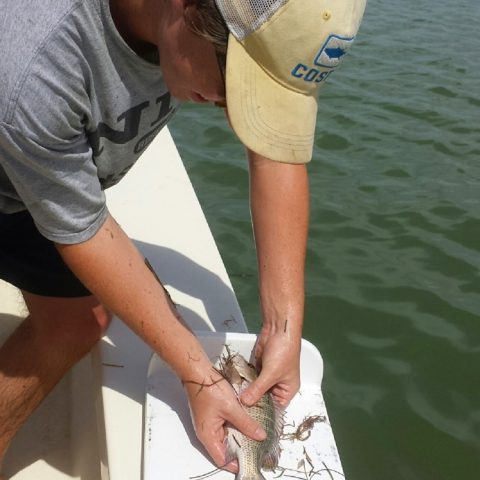 Un investigador mide un pargo gris, una de las especies de peces deportivos objetivo del estudio. Crédito de la imagen: NOAA