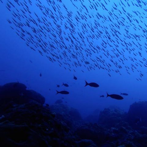 Schools of fish glide over a reef in the Flower Garden Banks National Marine Sanctuary. Image credit: NOAA