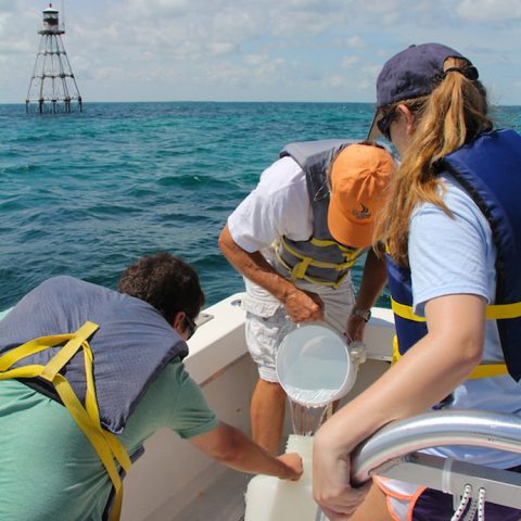 El personal y los pasantes del AOML recogen una muestra en el Arrecife de Tennessee en el Santuario Marino Nacional de los Cayos de Florida. Crédito de la imagen: NOAA